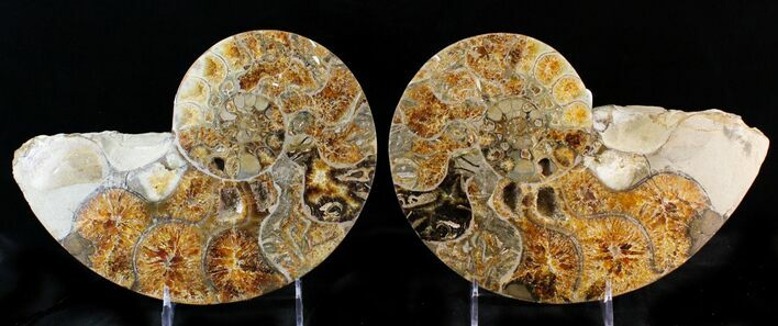 Rare Argonauticeras Ammonite - Amber Colored Crystals #23358